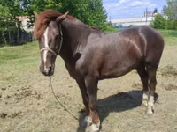 Horse (M), Horses — photo 2
