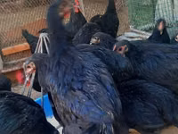 Chickens — الصورة 4