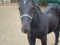 Hengst, Hungarian horse breed — Foto 3