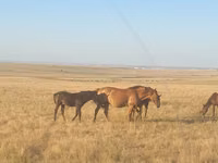 Stute, Kazakh horse — Foto 1