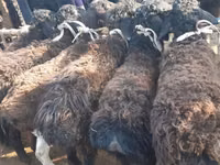 Widder, Hissar sheep — Foto 3