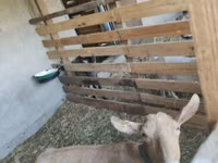 母山羊, Saanen goat — 照片 1