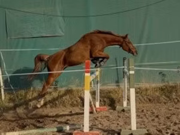 Mare, Kisber felver