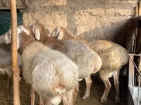 Қошқар, Arashan sheep — 2-сурет