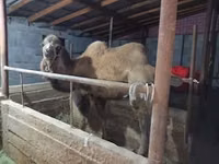 جمل, الجمال — الصورة 3