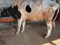 Bulle, Russian Black pied cattle — Foto 3