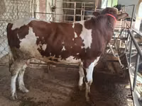 Bulle, Ukrainian Red Pied Dairy cattle — Foto 3
