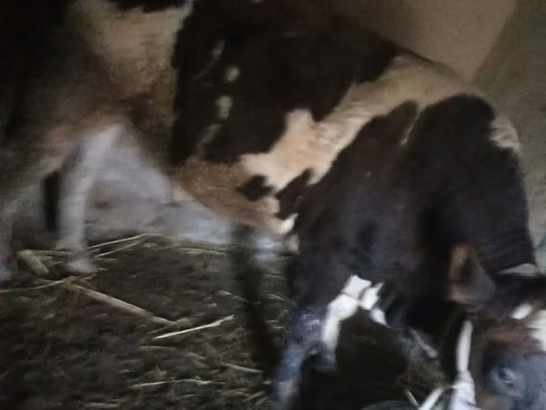 公牛, Russian Black pied cattle — 乌兹别克斯坦