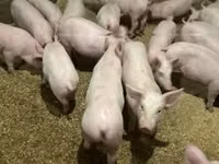 Schweine (Partie, Geschlecht nicht angegeben) — Foto 5