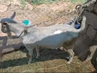 تيس, Saanen goat — الصورة 1