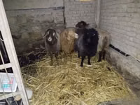 Schaf, Hissar sheep — Foto 2