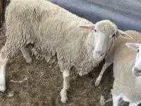 كبش, Merino sheep — الصورة 2