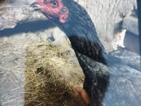 Japanisches Bantam — Foto 8
