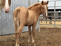Hengst, Mugalzhar horse — Foto 1
