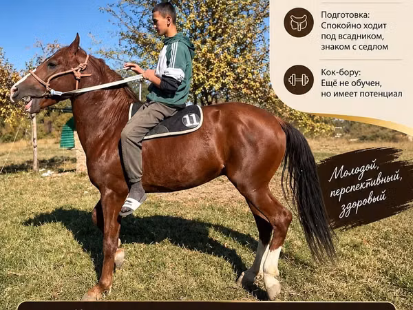 Hengst, Budyonny horse