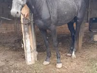 公马, Horses — 照片 2