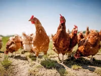 Chickens — Foto 1