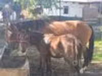 Бие, Kyrgyz Horse — 6-сурет