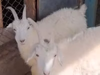 Cabra, Cabras — foto 1