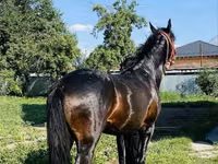 حصان, Swedish warmblood horse — الصورة 6