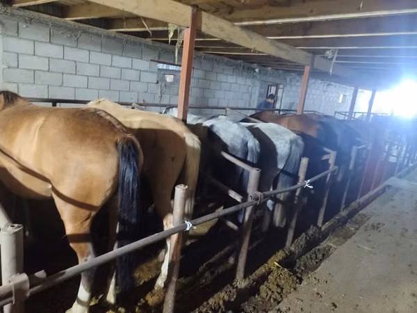 Toychoq, Horse breed — Qirgʻiziston
