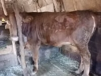 गाय, Swiss cattle — फ़ोटो 2
