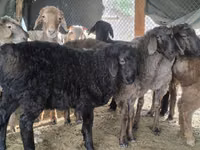 公羊, Hissar sheep — 照片 4
