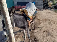 خيول (دفعة، الجنس غير محدد), الخيول — الصورة 5