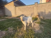 Ziegenbock, Saanen goat — Foto 1
