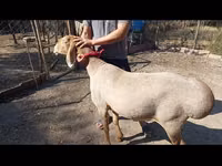 Sheep, Arashan sheep — photo 1