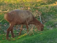 Carnero, Arashan sheep — foto 4
