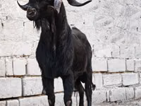 Ziegenbock, Anatolian Black goats — Foto 1