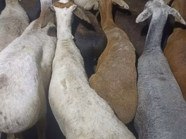 Кочкор, Казакча курдучтуу калың жүндүү кой