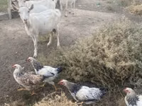 Ziegenbock, Russian White goat — Foto 7