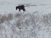 Stute, Kazakh horse — Foto 1