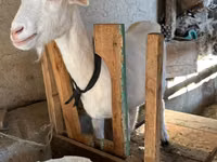 母山羊, Goats — 照片 1