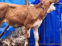بقرة, Simmental cattle — الصورة 4