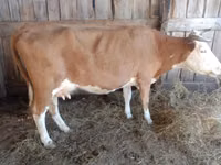 母牛, Simmental cattle — 照片 2