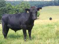 Vaca, Raza Holstein — foto 7