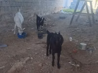 عنزة, الماعز — الصورة 2