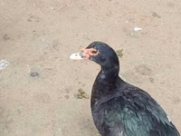 Ducks — 2-rasm