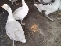 Geese — 1-rasm