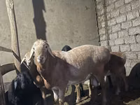 Widder, Arashan sheep — Foto 1
