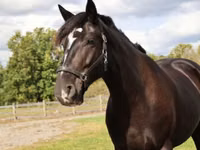 Aygʻir, Percheron — 4-rasm