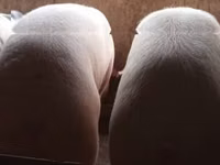 Eber, Schweine — Foto 3