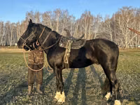 Hengst, Kustanai horse — Foto 2