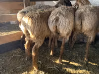 Schaf, Arashan sheep — Foto 8