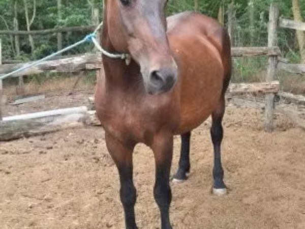 Stute, Hungarian horse breed