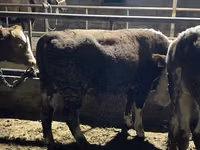 Bull, Latvian Blue cattle — photo 4