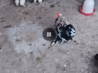 婆罗门鸡 — 照片 3